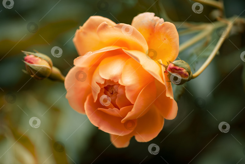 Скачать Крупным планом Роза Кораллового Цвета, Цветущая в Осеннем Саду фотосток Ozero