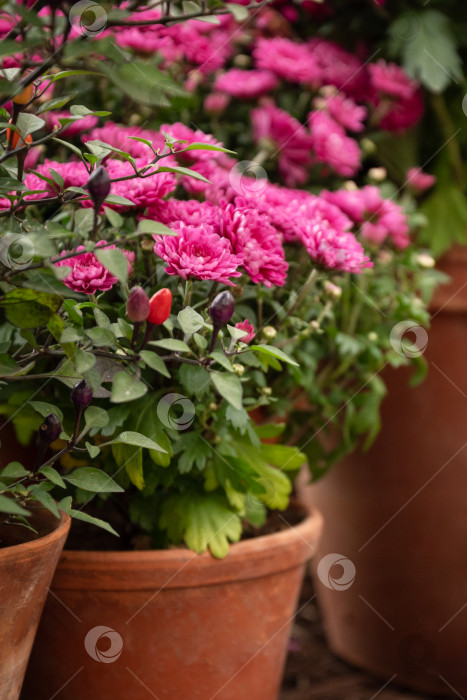 Скачать Распускающиеся розовые цветы хризантемы в цветочном горшке фотосток Ozero