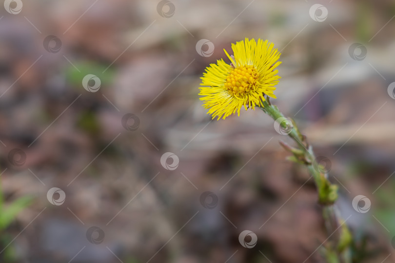 Скачать Желтый цветок туссилаго распускается весной, крупным планом фотосток Ozero