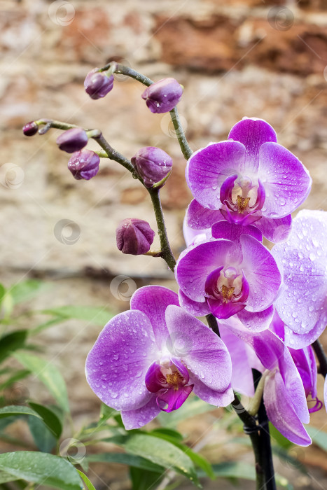 Скачать Розовые орхидеи фаленопсис с цветами и бутонами на стеблях в теплице фотосток Ozero