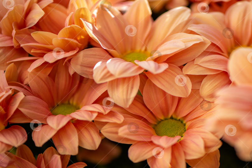 Скачать Крупный план букета розовых осенних хризантем на фоне фотосток Ozero