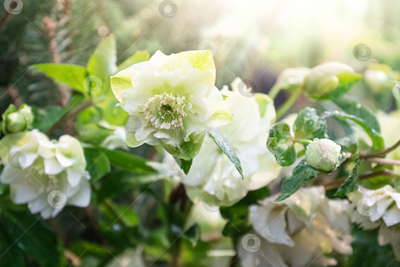 Скачать Белые цветы в цвету в весеннем саду при солнечном свете фотосток Ozero