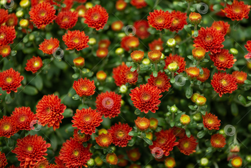 Скачать Яркие красные цветы хризантемы цветочный фон фотосток Ozero