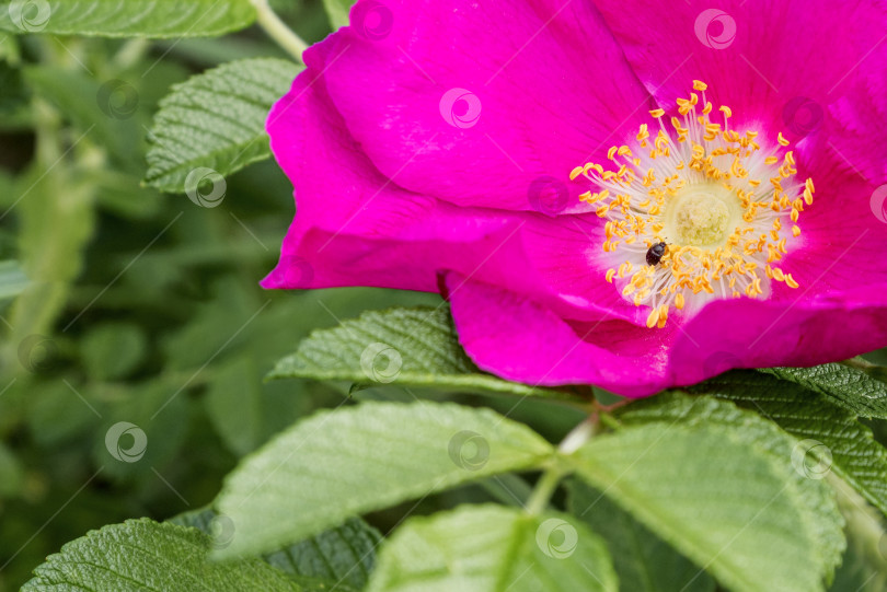 Скачать Крошечный жучок сидит в середине цветка дикой розы среди желтых тычинок фотосток Ozero