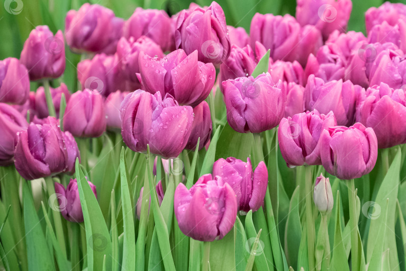 Скачать Фиолетовые цветущие тюльпаны на фоне зеленой листвы. фотосток Ozero