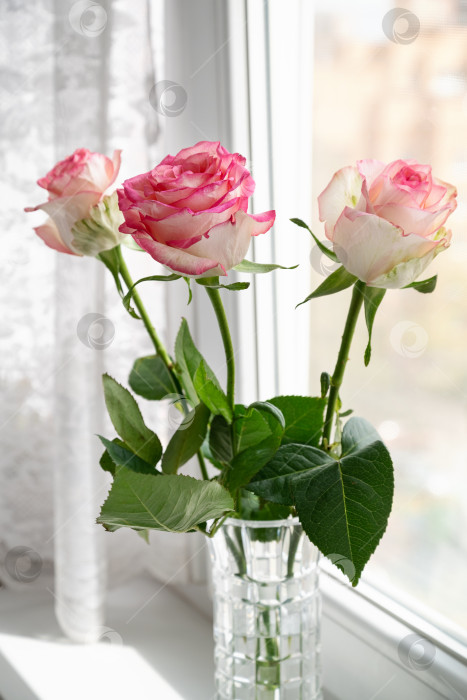Скачать Букет из трех розовых роз в вазе стоит на подоконнике фотосток Ozero