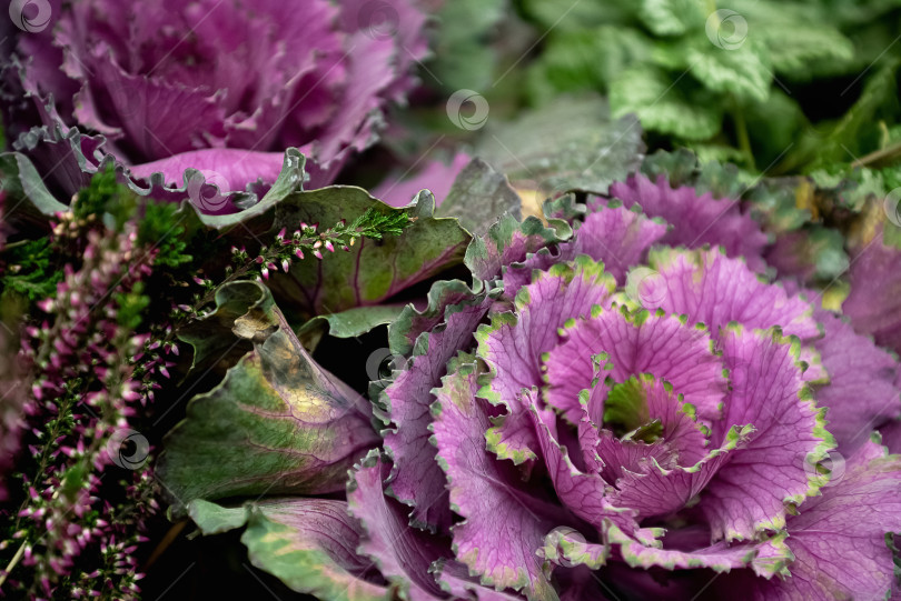 Скачать Соцветие декоративной капусты Брассика крупным планом фотосток Ozero