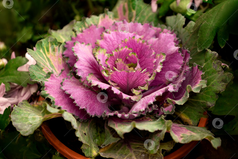 Скачать соцветие цветка brassica oleracea в горшке крупным планом фотосток Ozero