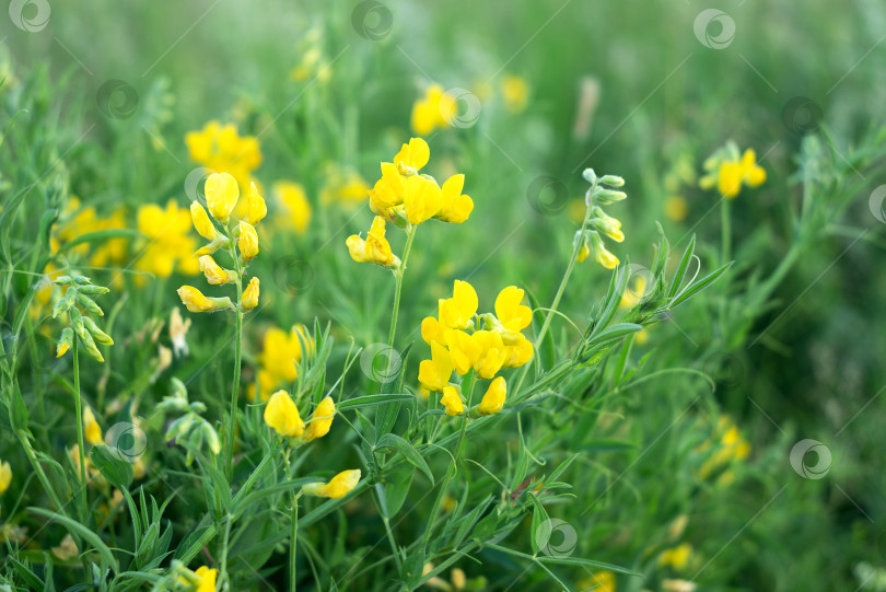 Скачать Цветущий желтый полевой цветок Lathyrus pratensis среди зеленой травы в летнем поле фотосток Ozero