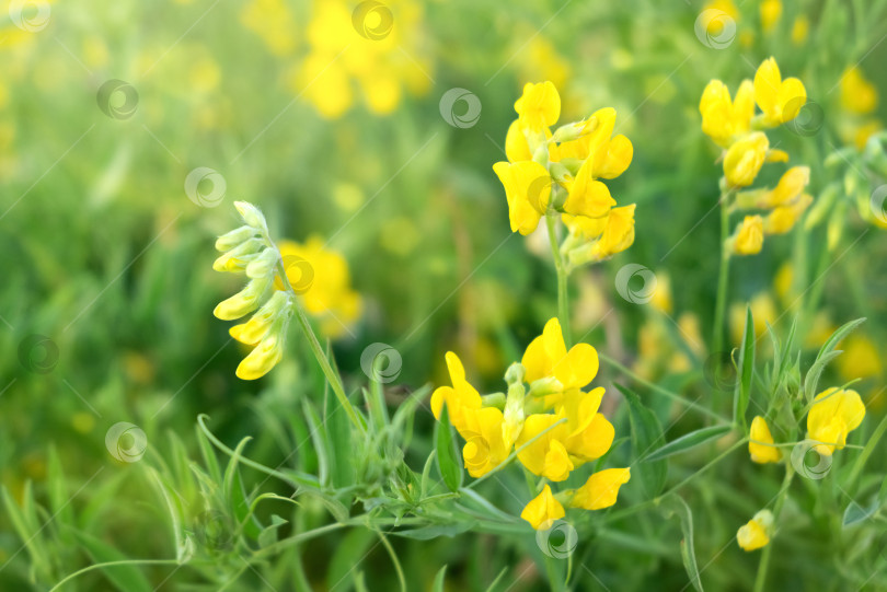 Скачать Крупный план цветущего желтого полевого цветка Lathyrus pratensis среди зеленой травы в летнем поле фотосток Ozero