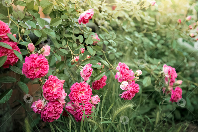 Скачать Розовые розы взбираются по кирпичной стене на цветочном фоне летнего сада фотосток Ozero