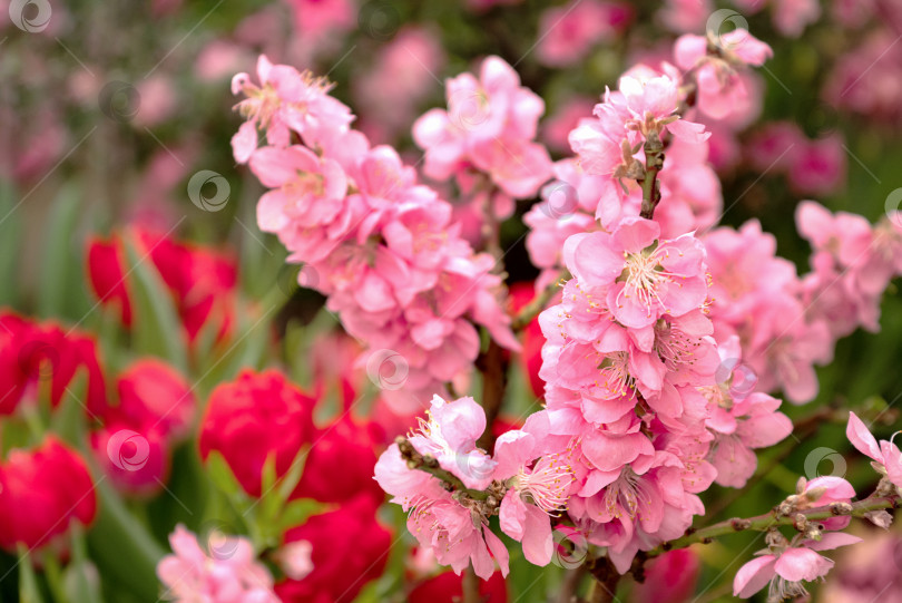 Скачать Ветка нектаринового дерева в полном цвету с розовыми цветами в весеннем саду фотосток Ozero