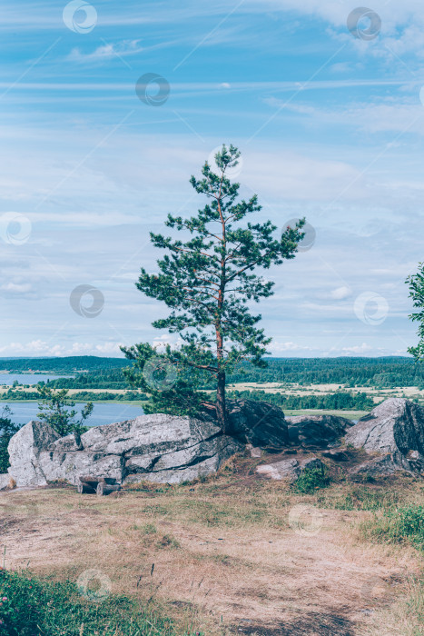 Скачать Одинокая сосна на горе ранним утром. Вертикальный фотосток Ozero