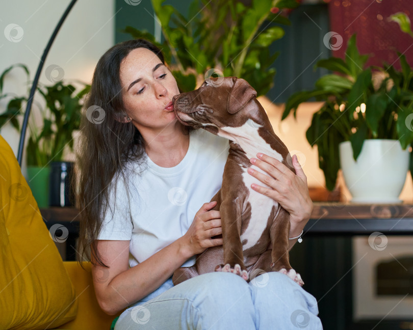 Скачать Очаровательный щенок американского питбуля целует любимую родительницу, сидя у нее на коленях в гостиной фотосток Ozero