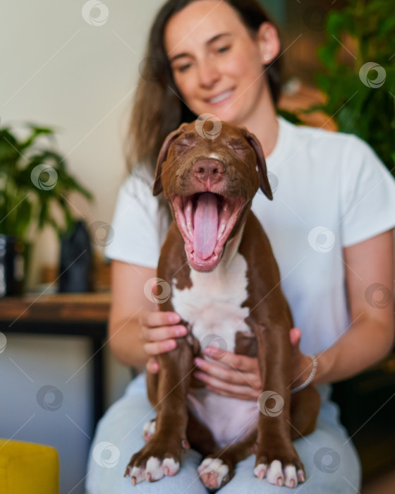 Скачать Очаровательный и счастливый щенок американского питбультерьера показывает язык, сидя на коленях у владельца домашнего животного фотосток Ozero
