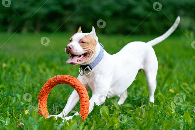 Скачать Игривый щенок американского питбультерьера бегает с оранжевым обручем во рту по траве в парке фотосток Ozero