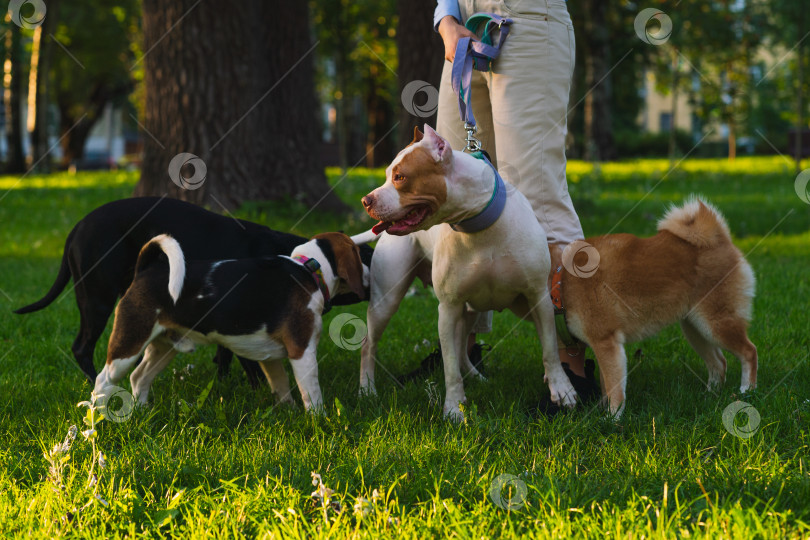 Скачать Неизвестная женщина гуляет с американским питбулем в парке. Собака встречается с другими собаками на закате фотосток Ozero