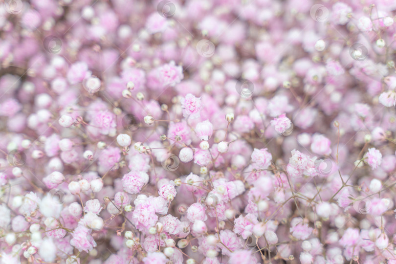 Скачать Цветы Baby breath vibtrant в пастельных цветовых вариациях от розового до белого создают мягкое мечтательное ощущение фотосток Ozero