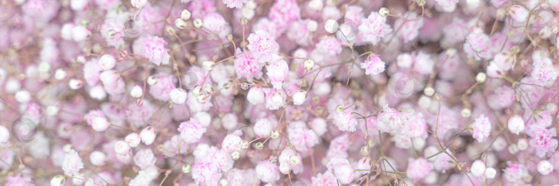 Скачать Баннер с цветами baby breath в пастельных розовых и белых тонах. Мягкое мечтательное ощущение фотосток Ozero