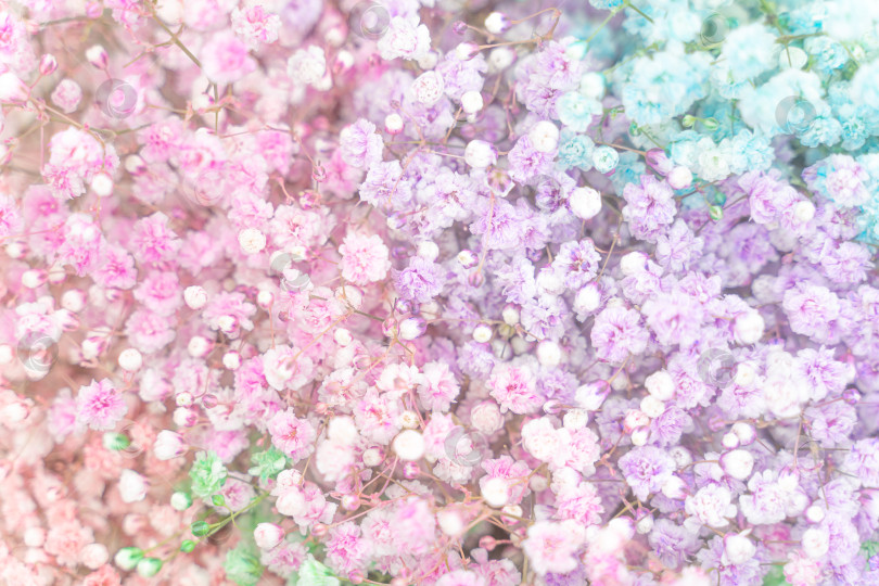 Скачать Гипсофила baby breath украшает многоцветные цветы. Пастельные розовые, фиолетовые, зеленые, голубые, белые тона фотосток Ozero