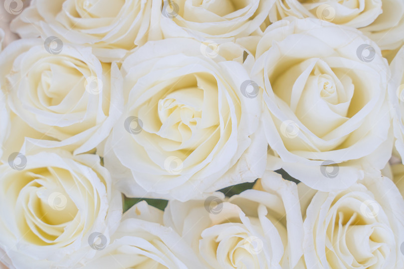 Скачать Крупным планом букет роз. Пастельно-белые цветы. Красота распускается и расцветает фотосток Ozero