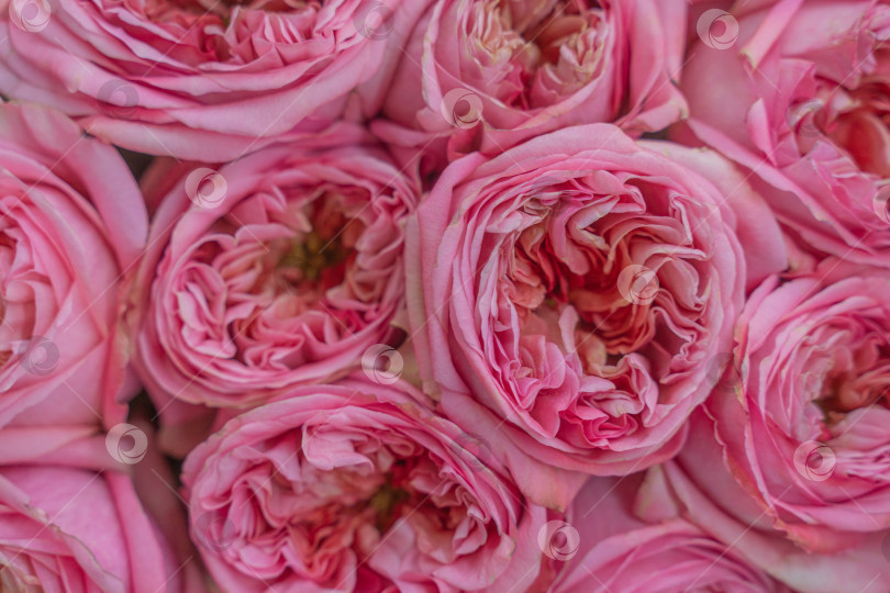 Скачать Крупным планом букет роз. Пастельно-розовые цветы. Красота расцветает и распускается. Горизонтальный фотосток Ozero