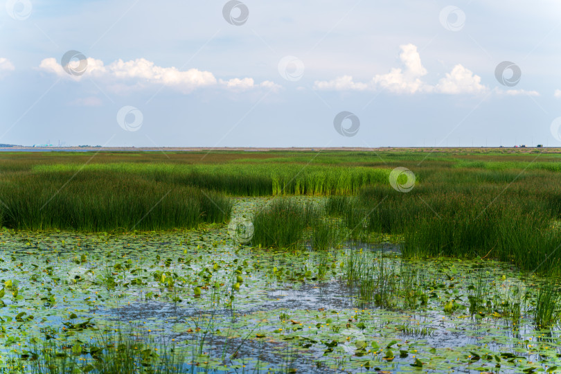 Скачать Большое болото с видом на город, заросли травы, кувшинки, городской вид на водохранилище фотосток Ozero