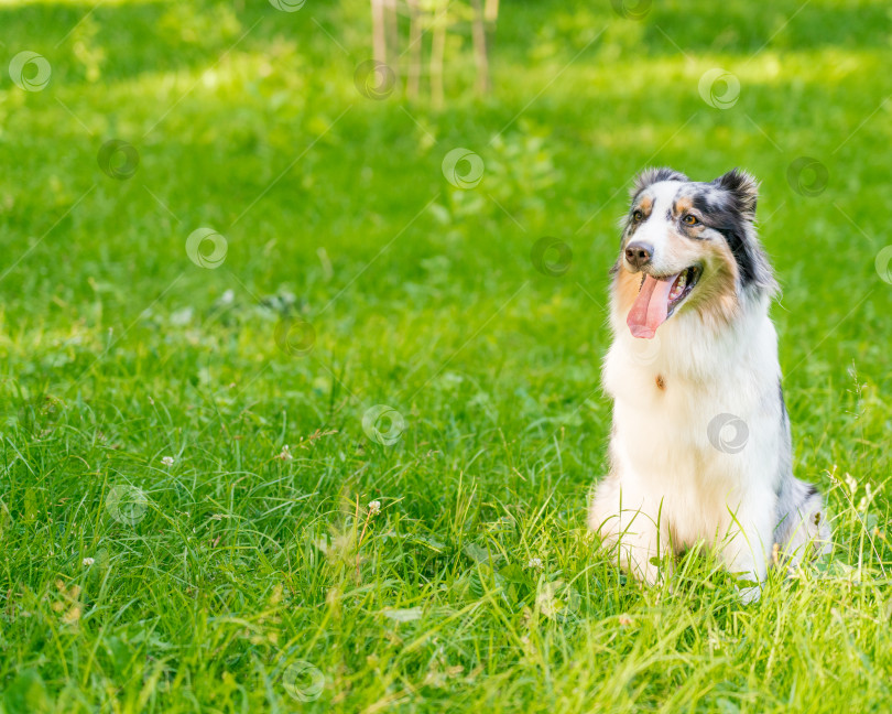 Скачать Прекрасная собака австралийской овчарки сидит на траве, высунув язык, и отдыхает после утренней прогулки в парке фотосток Ozero