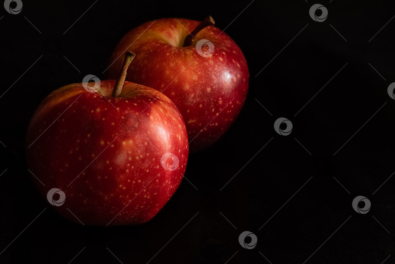 Скачать Два спелых свежих красных яблока с каплями воды на глянцевой кожуре на черном фоне фотосток Ozero