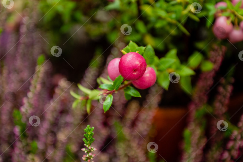 Скачать Розовые ягоды пернеттии мукронатной на веточке крупным планом фотосток Ozero