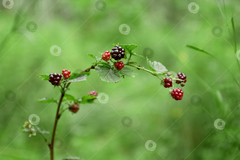 Скачать Веточка дикой ежевики с ягодами на размытом зеленом фоне фотосток Ozero