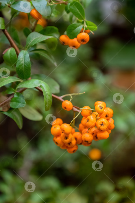Скачать гроздь спелых желтых ягод рябины фотосток Ozero