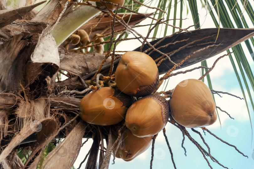Скачать Посмотрите вверх на кокосовую пальму с гроздью орехов фотосток Ozero
