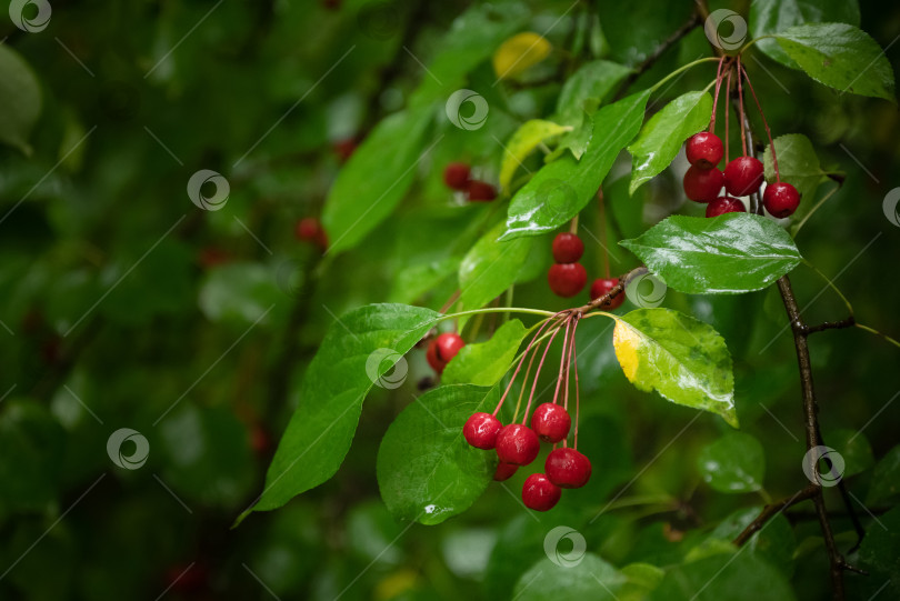 Скачать Красные ягоды висят на ветке дерева среди зеленых листьев фотосток Ozero