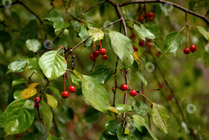 Скачать Красные ягоды висят на ветке дерева среди зеленых листьев фотосток Ozero