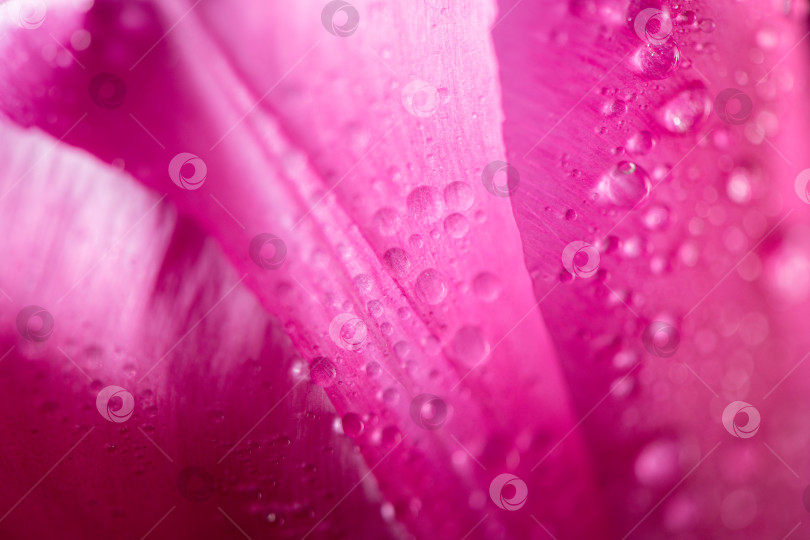 Скачать Крупный план лепестков розового тюльпана с капельками воды. естественный фон, текстура фотосток Ozero