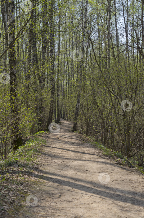 Скачать Тропинка в весеннем лесу. фотосток Ozero