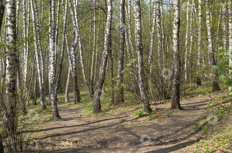 Скачать Тропинка в весеннем лесу. фотосток Ozero