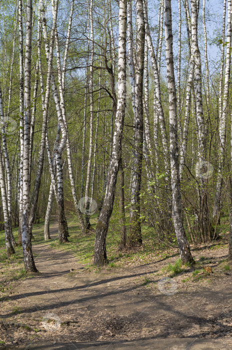 Скачать Тропинка в весеннем лесу. фотосток Ozero