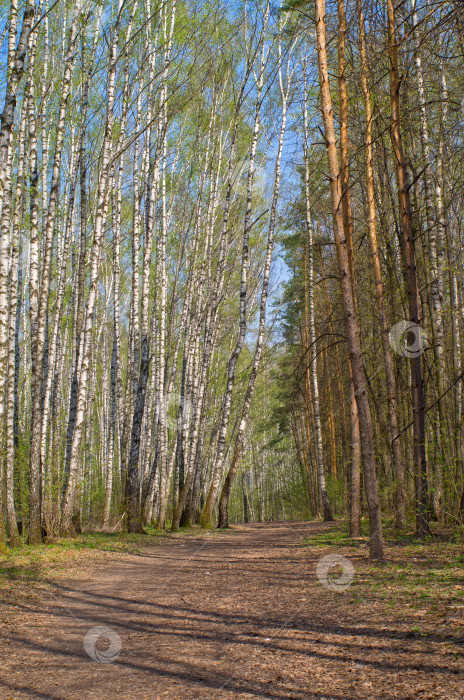 Скачать Тропинка в весеннем лесу. фотосток Ozero