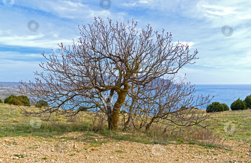 Скачать Дикое фисташковое дерево на вершине горы. фотосток Ozero