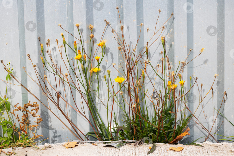 Скачать Желтые цветы на сухих ветках на асфальте фотосток Ozero