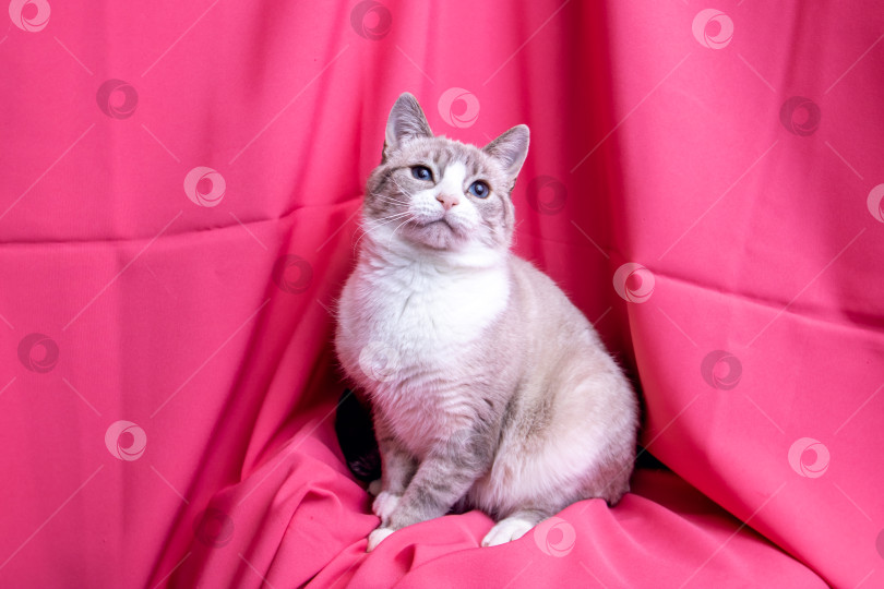 Скачать Серая кошка с голубыми глазами, лежащая на розовом фоне фотосток Ozero