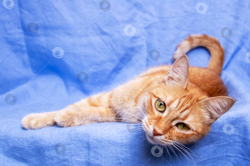 Скачать Рыжий кот, лежащий на синем фоне крупным планом фотосток Ozero