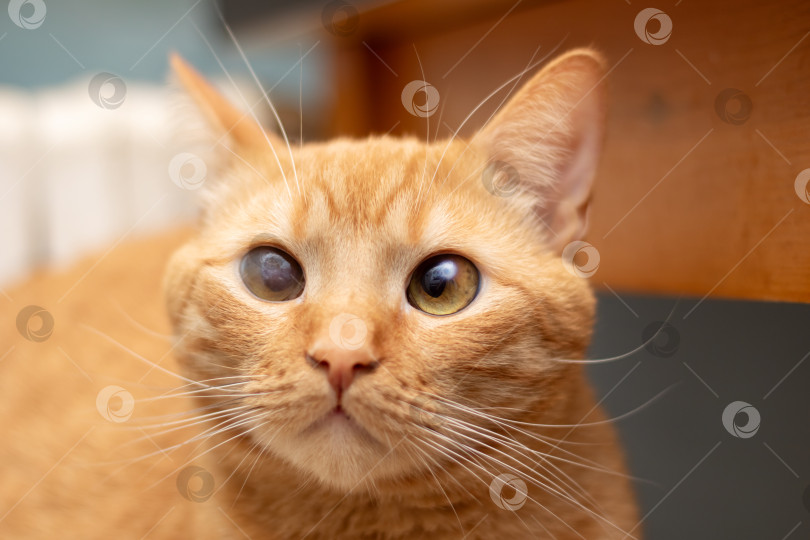 Скачать Рыжий кот лежит дома на табуретке фотосток Ozero