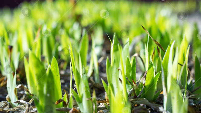 Скачать Ранней весной прорастает зеленая мелкая травка фотосток Ozero