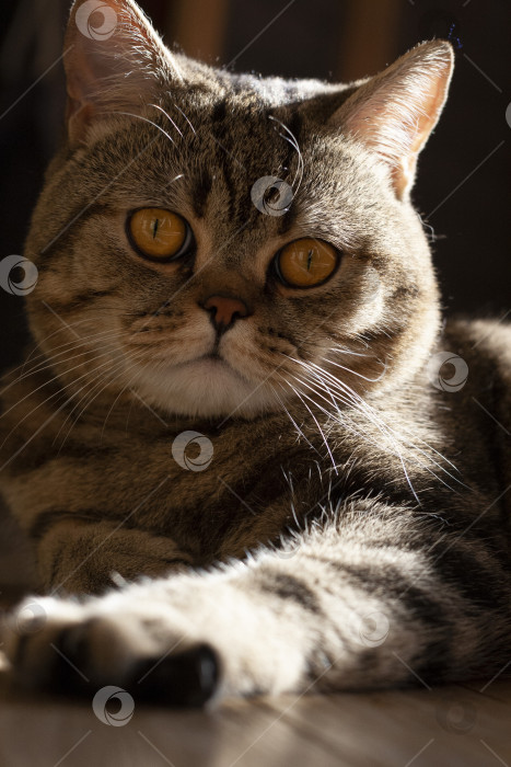 Скачать Освещенный солнцем кот с оранжевыми глазами фотосток Ozero