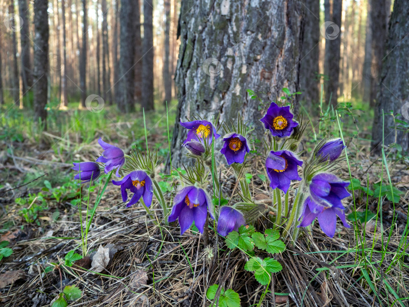 Скачать Цветы - pulsatilla patens у дерева в весеннем лесу. Красочный цветочный фон с pulsatilla patens. фотосток Ozero