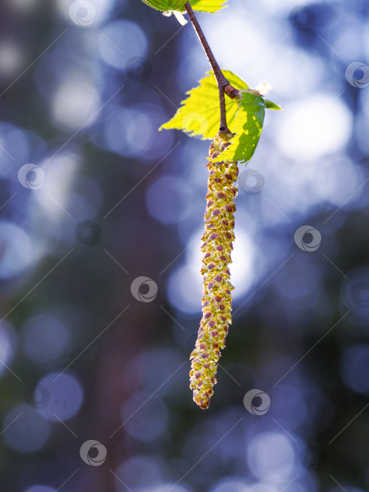 Скачать Цветы и молодые березовые листья на фоне с эффектом боке. Весенний, солнечный, естественный фон фотосток Ozero