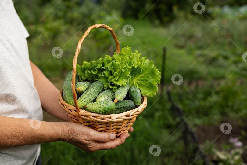 Скачать Пожилая женщина держит коробку с овощами фотосток Ozero